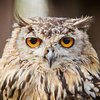 Gallery owls 1